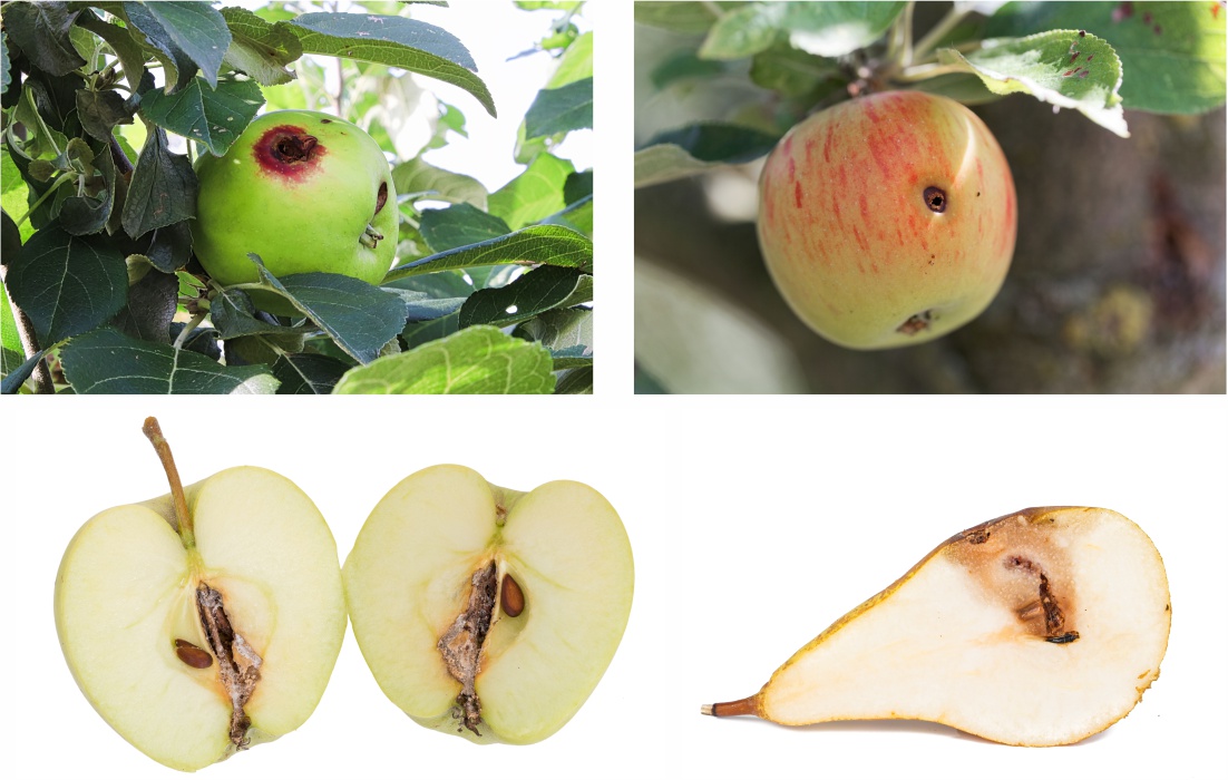Damage to Apples from Cydia pomonella
