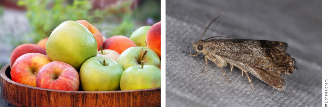 Apples and adult Cydia pomonella