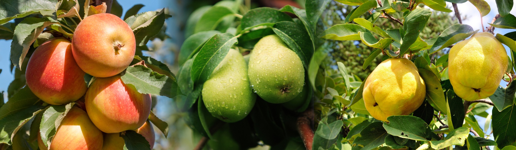 Fruits damaged by Cydia pomonella